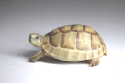 画像7: マルギナータキャラメルアルビノＥＵＣＢ★Ａ完売しました。