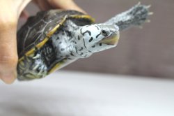 画像4: コンセントリックカロリナダイヤモンドバックテラピン