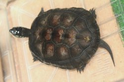 画像3: カントンクサガメ　♂ 