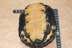 画像5: カントンクサガメ　♂ 