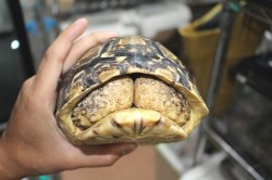 画像6: ソマリアリクガメ　リフトバレー産完売しました