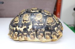 画像4: ソマリアリクガメ　リフトバレー産完売しました