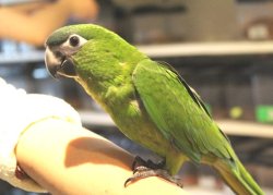 画像3: コミドリコンゴウインコＰＨＢＩＩ８Ｆ８６２♂（お迎え頂きました）