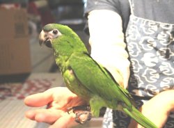 画像2: コミドリコンゴウインコＰＨＢＩＩ８Ｆ８６２♂（お迎え頂きました）