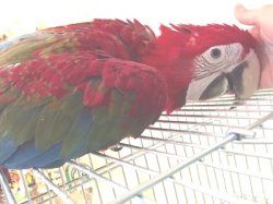 画像1: ベニコンゴウインコＰＨＢＩＩ５Ｃ１４３男の子(ご売約済）