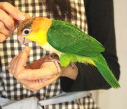 画像8: シロハラインコグリーンタイツＰＨＢＩＩ８Ｆ６２５♂（お迎え頂きました）