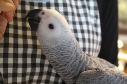 画像6: ヨウムＰＨＢＩＩ１Ｊ３２３男の子（お迎え頂きました）