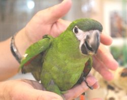 画像6: コミドリコンゴウインコＰＨＢＩＩ８Ｆ８６２♂（お迎え頂きました）