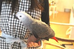 画像4: ヨウムＰＨＢＩＩ１Ｊ３２３男の子（お迎え頂きました）