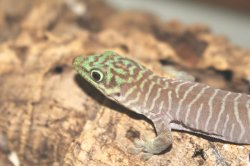 画像5: スタンディングヒルヤモリ☆国内ＣＢ