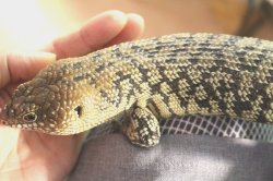 画像2: クレフトカニンガムイワトカゲ★ト♂