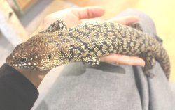 画像5: クレフトカニンガムイワトカゲ★ト♂