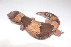 画像5: BIG　スーパージャンボ！！　♂　ニシアフリカトカゲモドキ