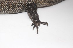 画像5: カニンガムイワトカゲ　♀