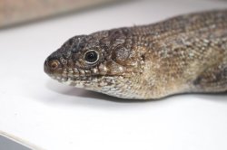 画像4: カニンガムイワトカゲ　♀