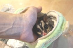 画像6: フクロモモンガ　ヤング♂