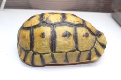 画像2: ソリガメ　”スーパーハイポハイイエロー”　♀お迎え頂きました