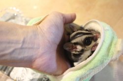 画像7: フクロモモンガ　ヤング♂