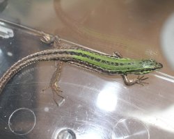 画像5: シクラカベカナヘビ☆USWC★ペア