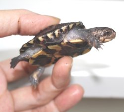 画像3: ガルフコーストハコガメA個体☆国内ＣＢ