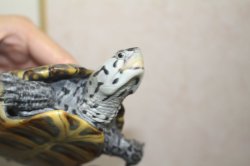 画像5: コンセントリックカロリナダイヤモンドバックテラピン　♂♀ペア