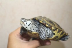 画像6: コンセントリックカロリナダイヤモンドバックテラピン　♂♀ペア