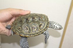 画像10: コンセントリックカロリナダイヤモンドバックテラピン　♂♀ペア