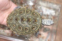 画像7: コンセントリックカロリナダイヤモンドバックテラピン　♂♀ペア