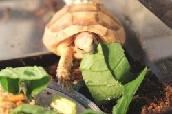 画像10: マルギナータキャラメルアルビノＥＵＣＢ★Ａ完売しました。