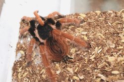 画像3: コロンビアジャイアントタランチュラ　ＥＵＣＢ