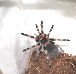 画像5: メキシカンレッドニータランチュラ★ＥＵＣＢ