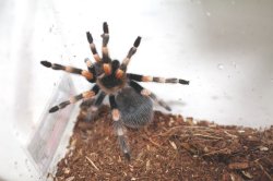 画像6: メキシカンレッドニータランチュラ★ＥＵＣＢ