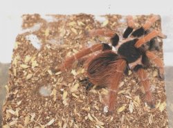 画像2: コロンビアジャイアントタランチュラ　ＥＵＣＢ