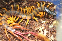 画像11: カメルーンジャイアントフェザーテールセンチピード