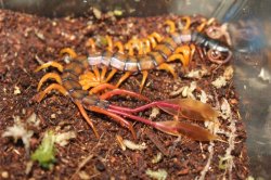 画像4: カメルーンジャイアントフェザーテールセンチピード