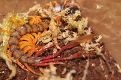 画像3: カメルーンジャイアントフェザーテールセンチピード