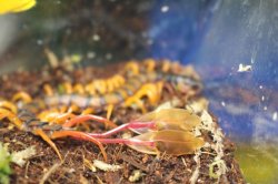 画像8: カメルーンジャイアントフェザーテールセンチピード