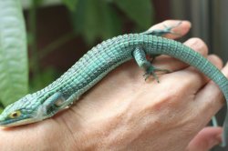 画像4: アオキノボリアリゲーター（アブロニア）♂