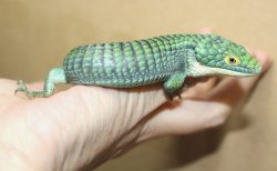 画像9: アオキノボリアリゲーター（アブロニア）♂