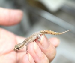 画像3: ブロセトカゲユビヤモリ