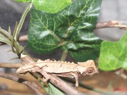 画像10: ブリゴーヒメカメレオン 完売しました♪