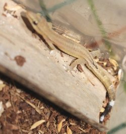 画像7: エベナビアゲッコー　ペア