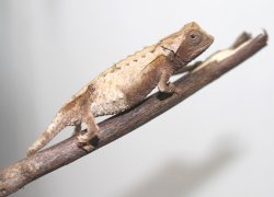 画像6: ブリゴーヒメカメレオン 完売しました♪