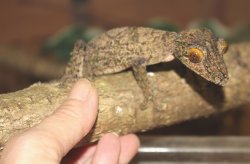 画像8: サメイヘラオヤモリ　ペア完売いたしました