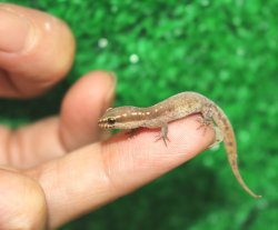 画像5: ブロセトカゲユビヤモリ