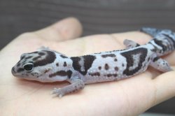 画像6: ホワイトアウトオレオ　　　ニシアフリカトカゲモドキ