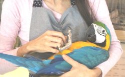 画像8: ルリコンゴウインコ男の子ＨＢ0168（お迎え頂きました）