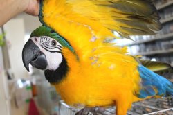 画像13: ルリコンゴウインコ男の子ＨＢ0168（お迎え頂きました）