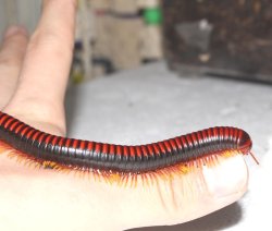 画像6: マラガシーファイヤーミリピード★ペア