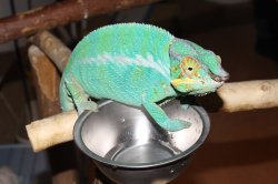 画像7: パンサーカメレオン（ノシベ）★ペア